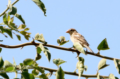 Passer hispaniolensis hispaniolensis