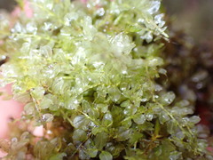 Plagiomnium ellipticum