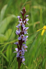 Disa similis