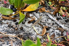 Medopheos edracanthus