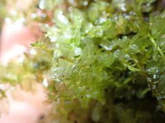 Plagiomnium ellipticum