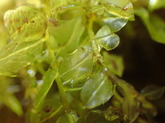 Plagiomnium ellipticum