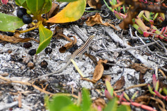 Medopheos edracanthus