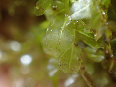 Plagiomnium ellipticum