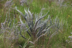 Aspalathus gerrardii