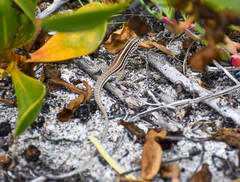 Medopheos edracanthus