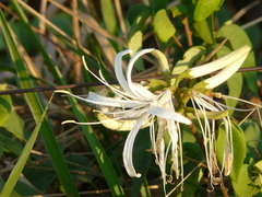 Spiranthera odoratissima