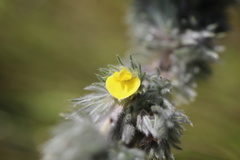 Aspalathus gerrardii