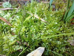 Plagiomnium ellipticum