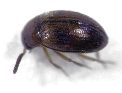 Alsobius