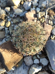 Echinomastus durangensis