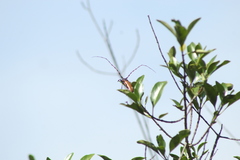 Stenaspis castaneipennis