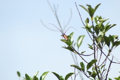 Stenaspis castaneipennis