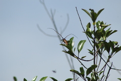 Stenaspis castaneipennis
