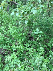 Neotoma fuscipes annectens