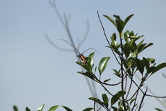 Stenaspis castaneipennis