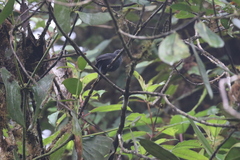 Thamnophilus unicolor