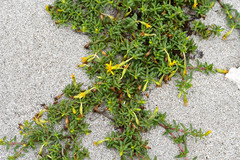 Pectis multiflosculosa