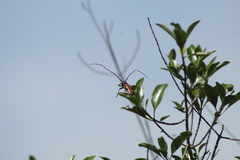Stenaspis castaneipennis
