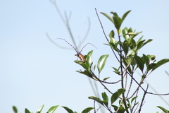 Stenaspis castaneipennis