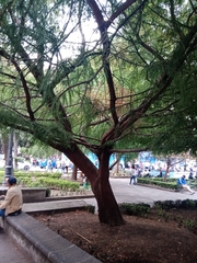 Taxodium mucronatum