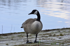 Branta canadensis