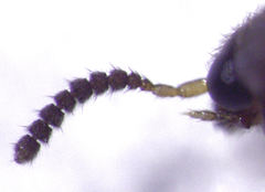 Alsobius