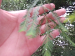 Taxodium mucronatum