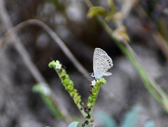 Hemiargus ramon