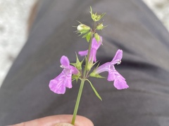 Stachys tenerrima