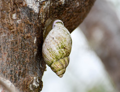 Porphyrobaphe iostoma