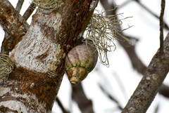 Porphyrobaphe iostoma