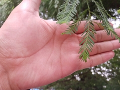 Taxodium mucronatum