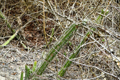 Praecereus euchlorus diffusus