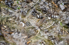 Medopheos edracanthus