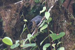 Thamnophilus unicolor