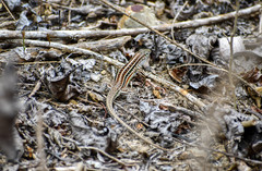 Medopheos edracanthus