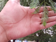 Taxodium mucronatum