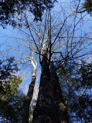 Acer rubrum image