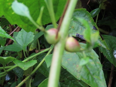 Cecidochares connexa