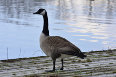 Branta canadensis