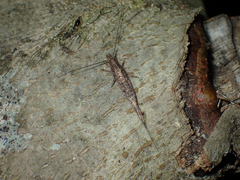 Machiloides