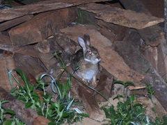 Sylvilagus brasiliensis