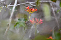Jatropha nudicaulis