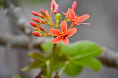 Jatropha nudicaulis
