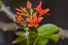 Jatropha nudicaulis