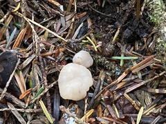 Cudonia circinans