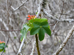 Jatropha nudicaulis