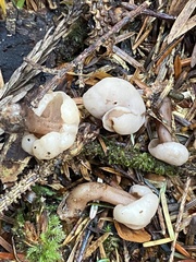 Cudonia circinans