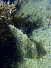 Atrina fragilis